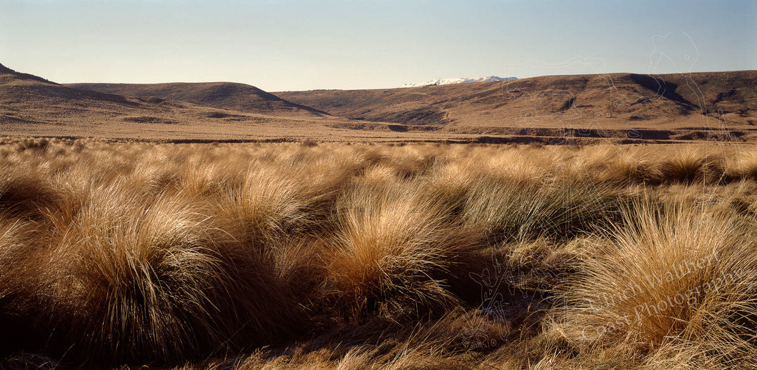 Red Tussock 7