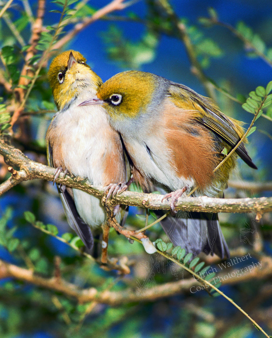 Silvereye 2