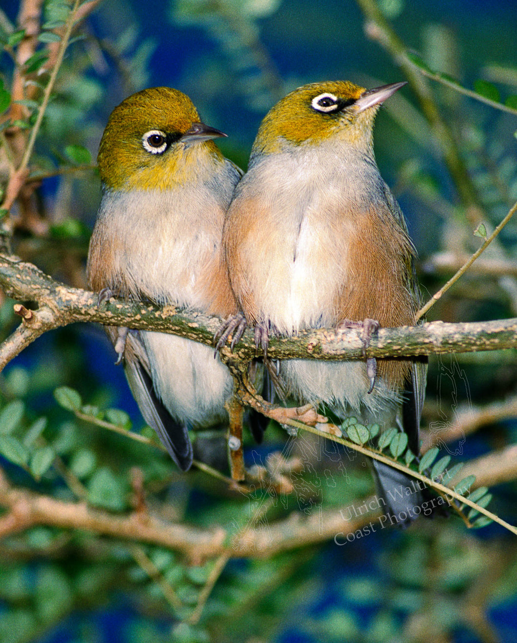 Silvereye 1