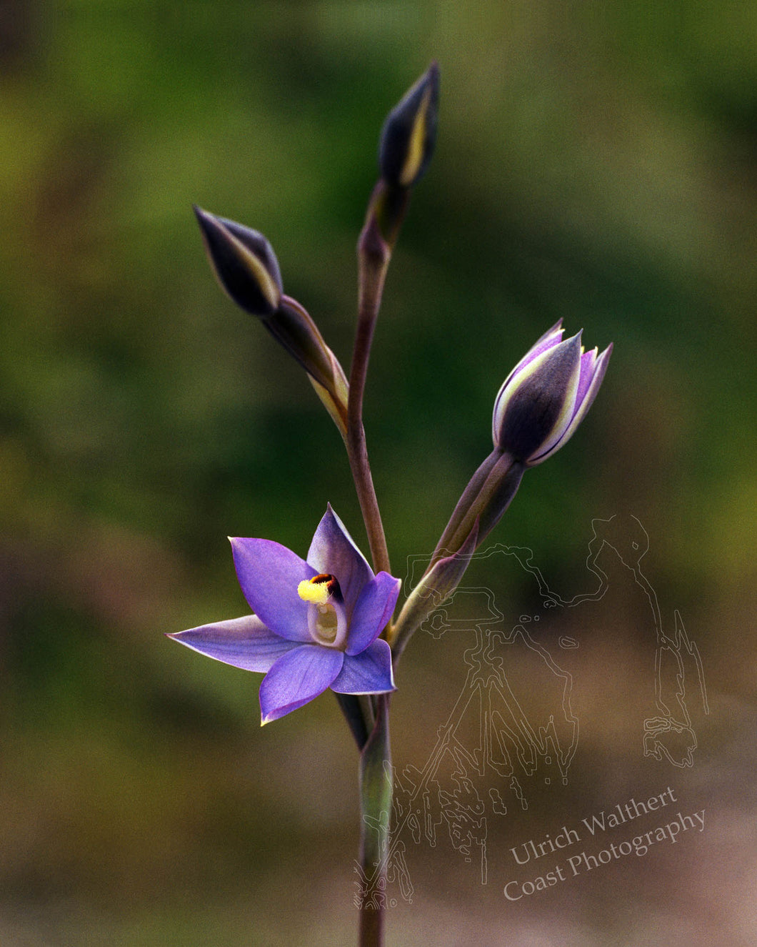 Thelymitra Hatchii 2