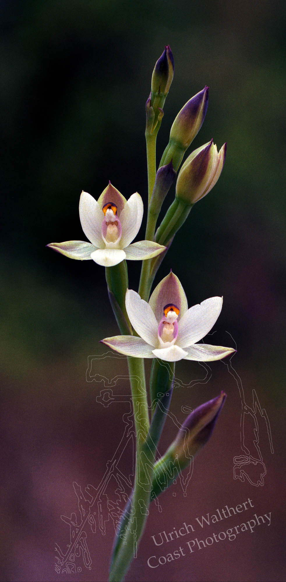 Thelymitra Longifolia 7