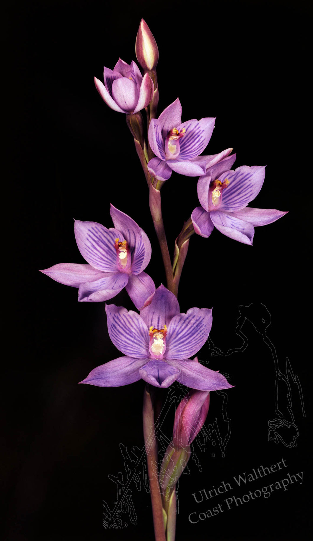 Thelymitra Pulchella 4