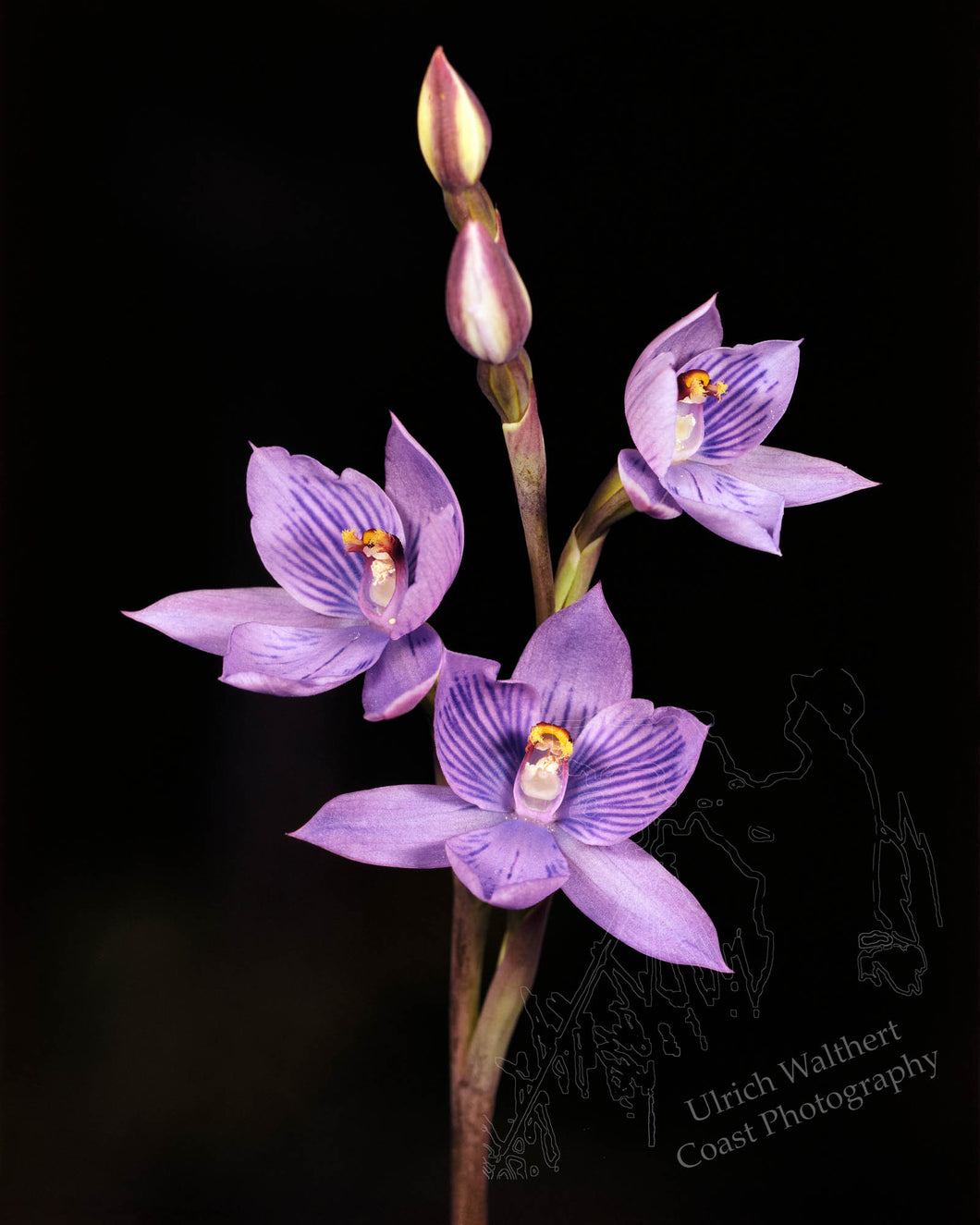 Thelymitra Pulchella 1