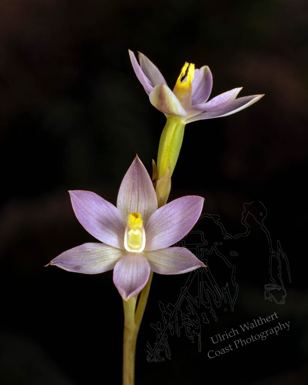 Thelymitra formosa 1