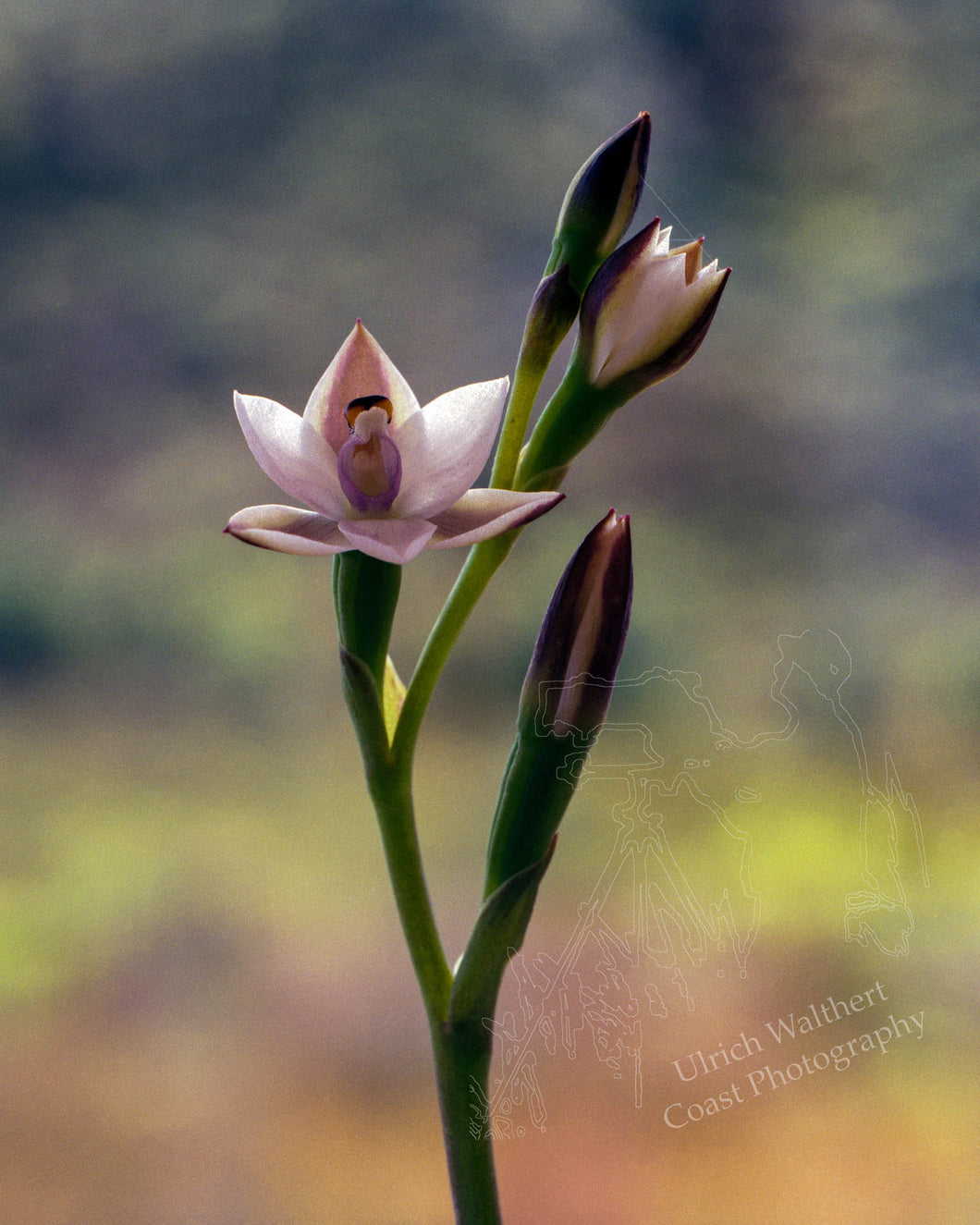 Thelymitra longifolia 3