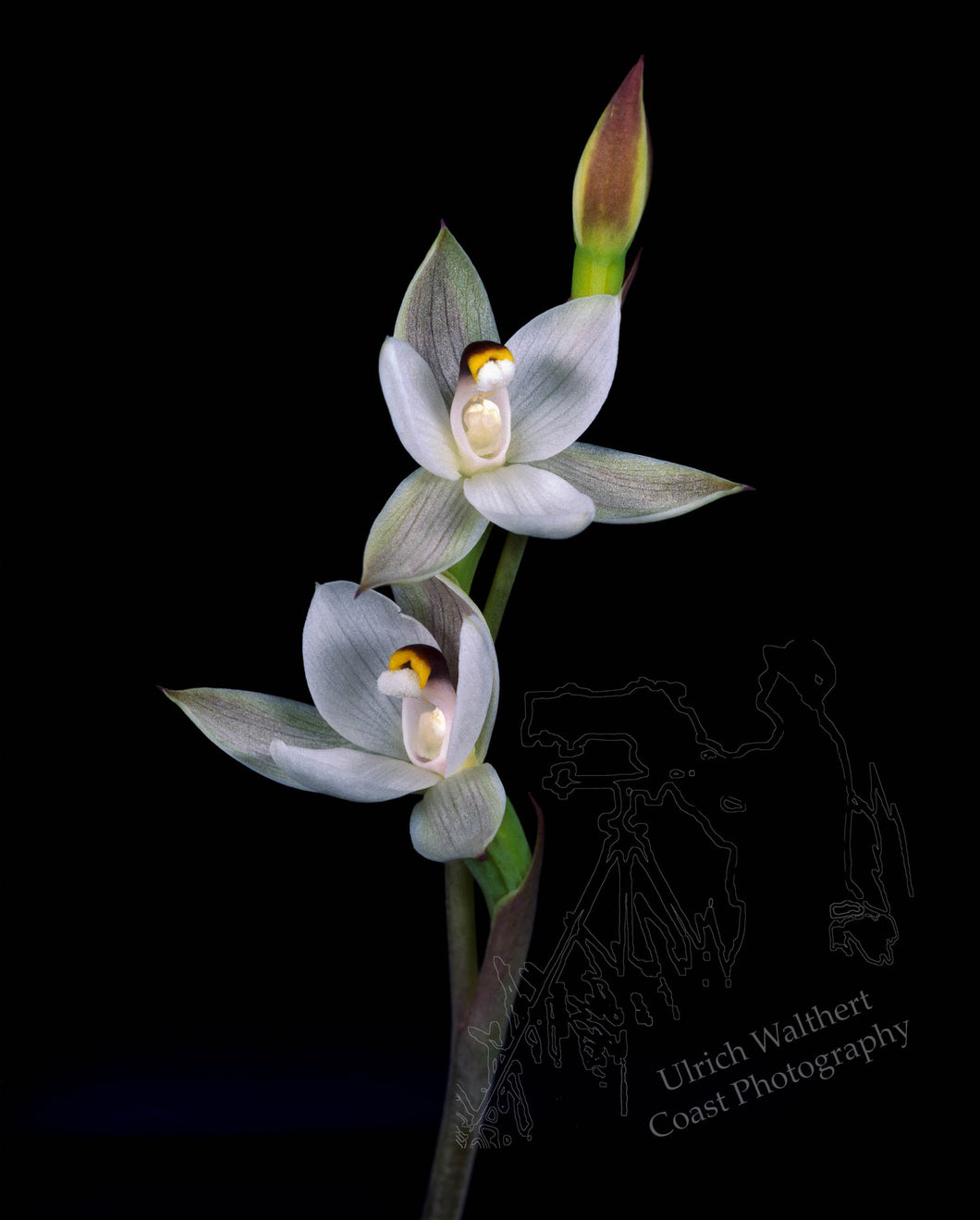 Thelymitra longifolia 1