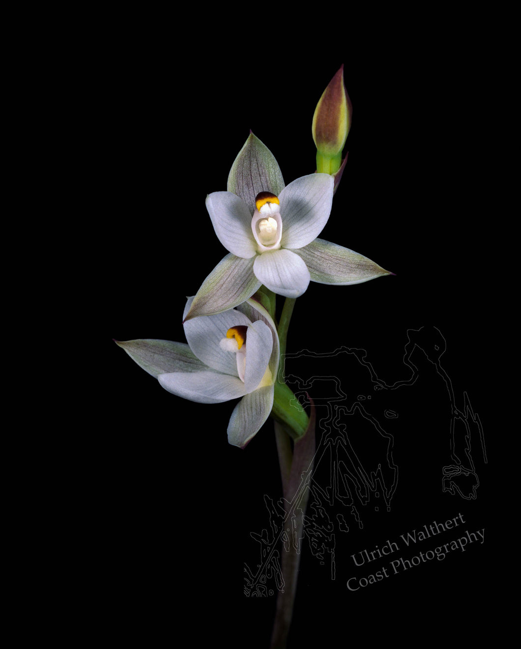 Thelymitra longifolia 2