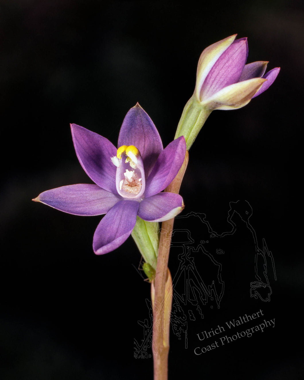 Thelymitra pauciflora 1