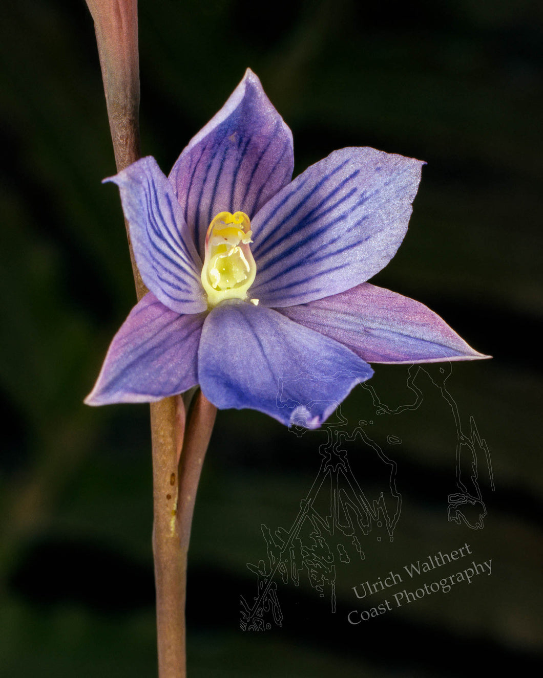 Thelymitra Venosa 1