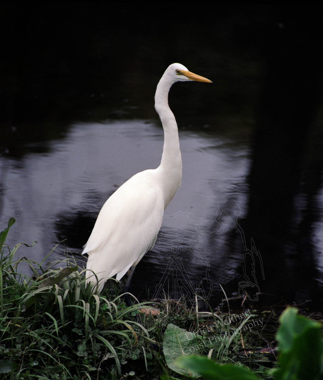 White Heron 1