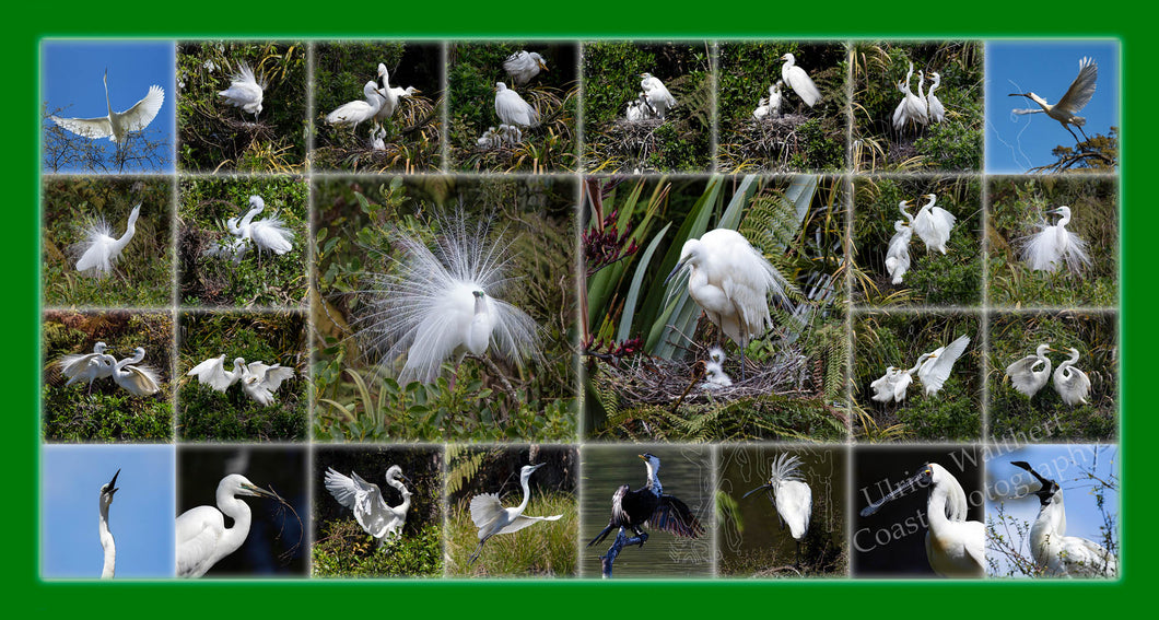 White Heron Montage 3