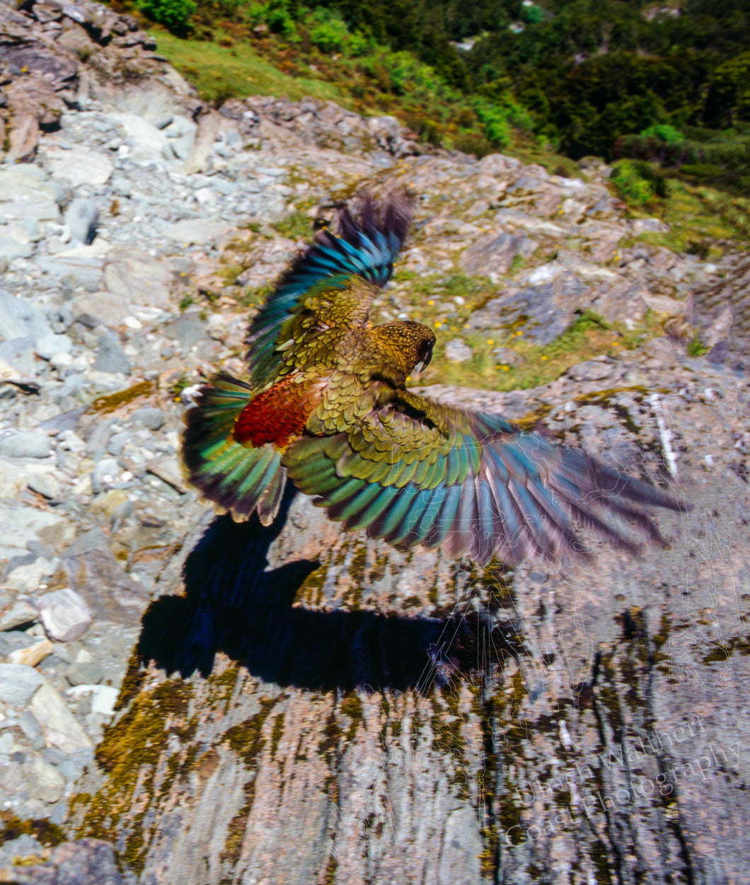 Kea 1